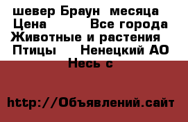 шевер Браун 2месяца › Цена ­ 200 - Все города Животные и растения » Птицы   . Ненецкий АО,Несь с.